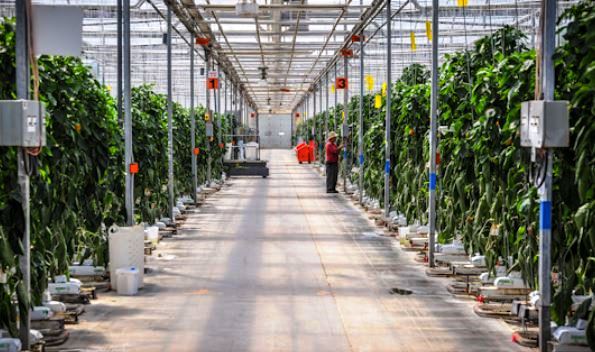 Leamington Ontario Greenhouses