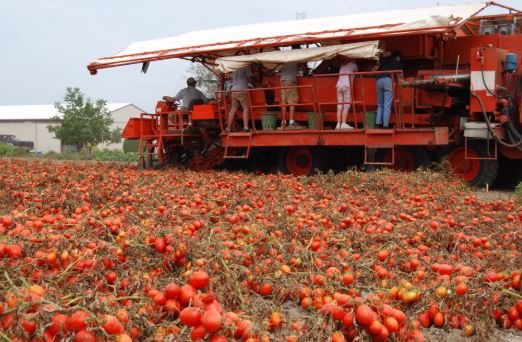 Leamington Ontario known as the tomato capital of Canada