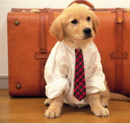 Free Moving Guide for Pets, important tips for a successful Pet move from your old home to your new home. For more information regarding this article, contact Ron Klingbyle Real Estate Agent, Specialist for Windsor Essex County.